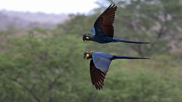 Una de cada ocho especies de aves del planeta está en riesgo de extinción