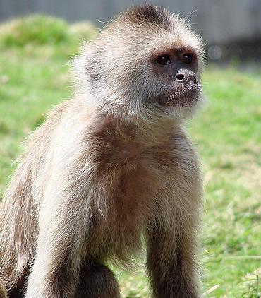 El mono araña está a punto de desaparecer!
