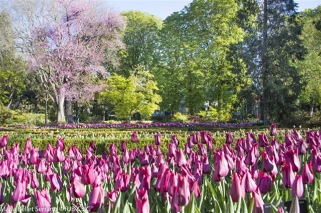Los tulipanes ‘reinan’ en el Real Jardín Botánico de Madrid