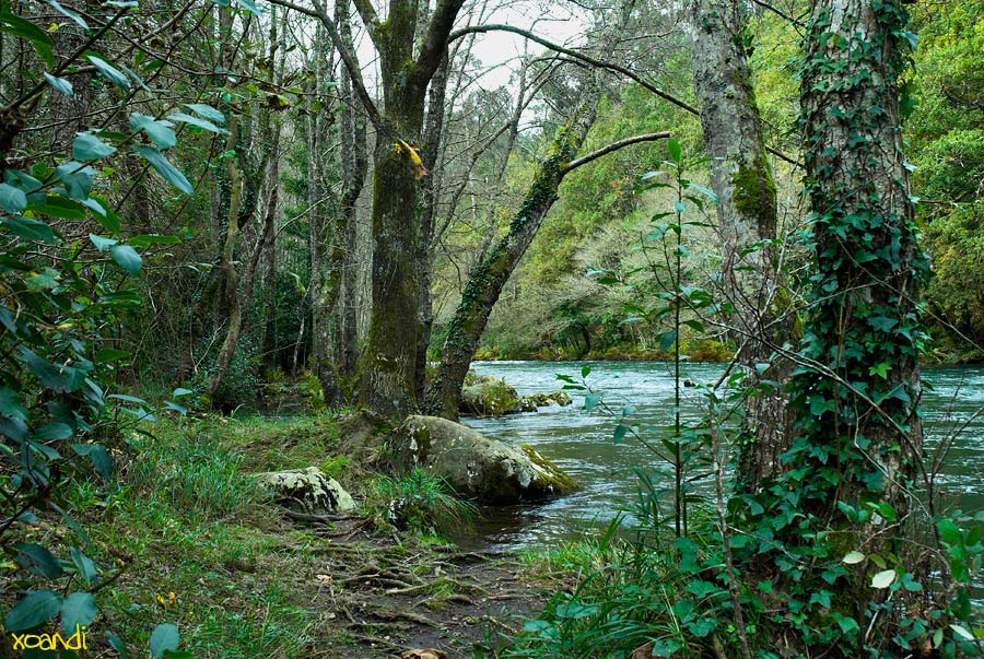 La Universidad de León estudia la situación de los bosques del Estado brasileño de Río Grande del Sur