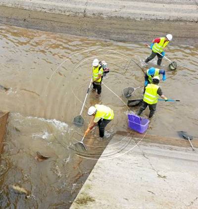 Endesa rescata 6.000 peces autóctonos y sacrifica 7.000 exóticos en los canales de Balaguer y Seròs