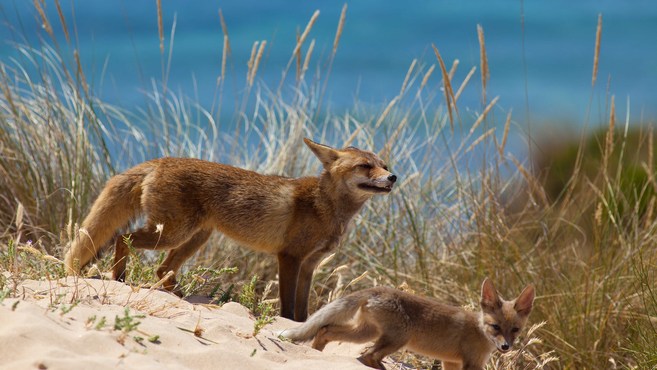Conoce los secretos de la fauna ibérica con este magnífico curso