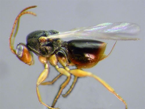 Descubren ocho nuevas especies de avispas en Panamá