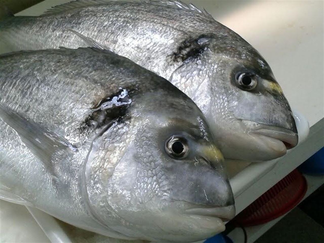 Sabemos un poco más sobre el crecimiento de la dorada