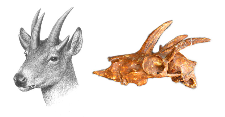 Cómo evolucionan los mamíferos en las islas