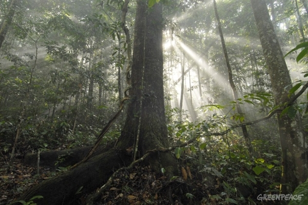 La moratoria de Soja de Brasil se prolonga un año más