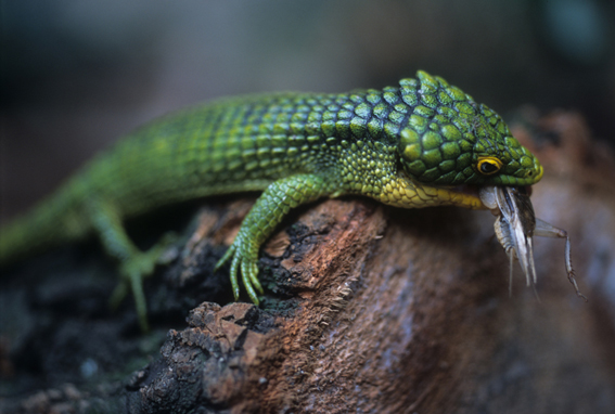 Cuáles son los logros de México en la 17º reunión de CITES