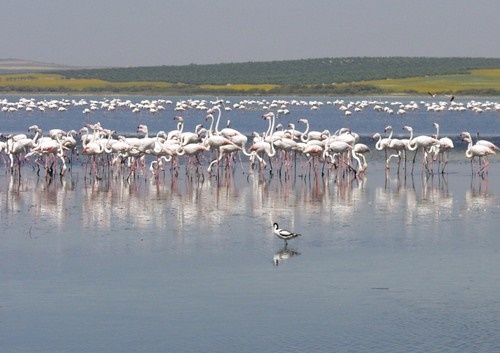 Los flamencos depuran la materia orgánica en humedales salinos