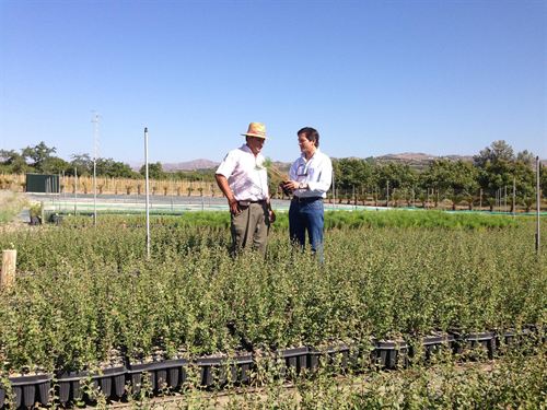 Andalucía. La Diputación dispondrá de más de 100.000 árboles para reforestar las zonas afectadas por los incendios de 2012