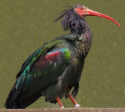 El ibis eremita vive la mejor temporada reproductora en varias décadas