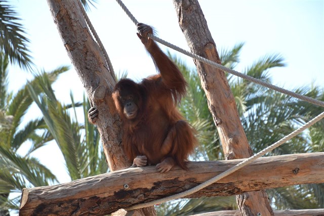 Río Safari pasa a ser centro de reproducción de orangutanes tras recibir tres ejemplares