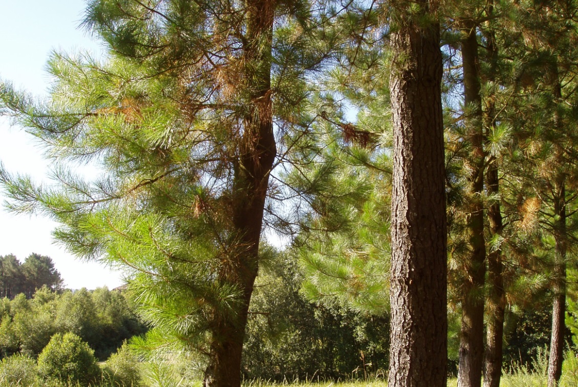 "Hacia un planeta libre de contaminación"
