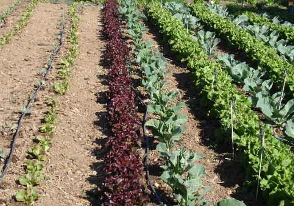 Cañada Real. En Valdemingómez