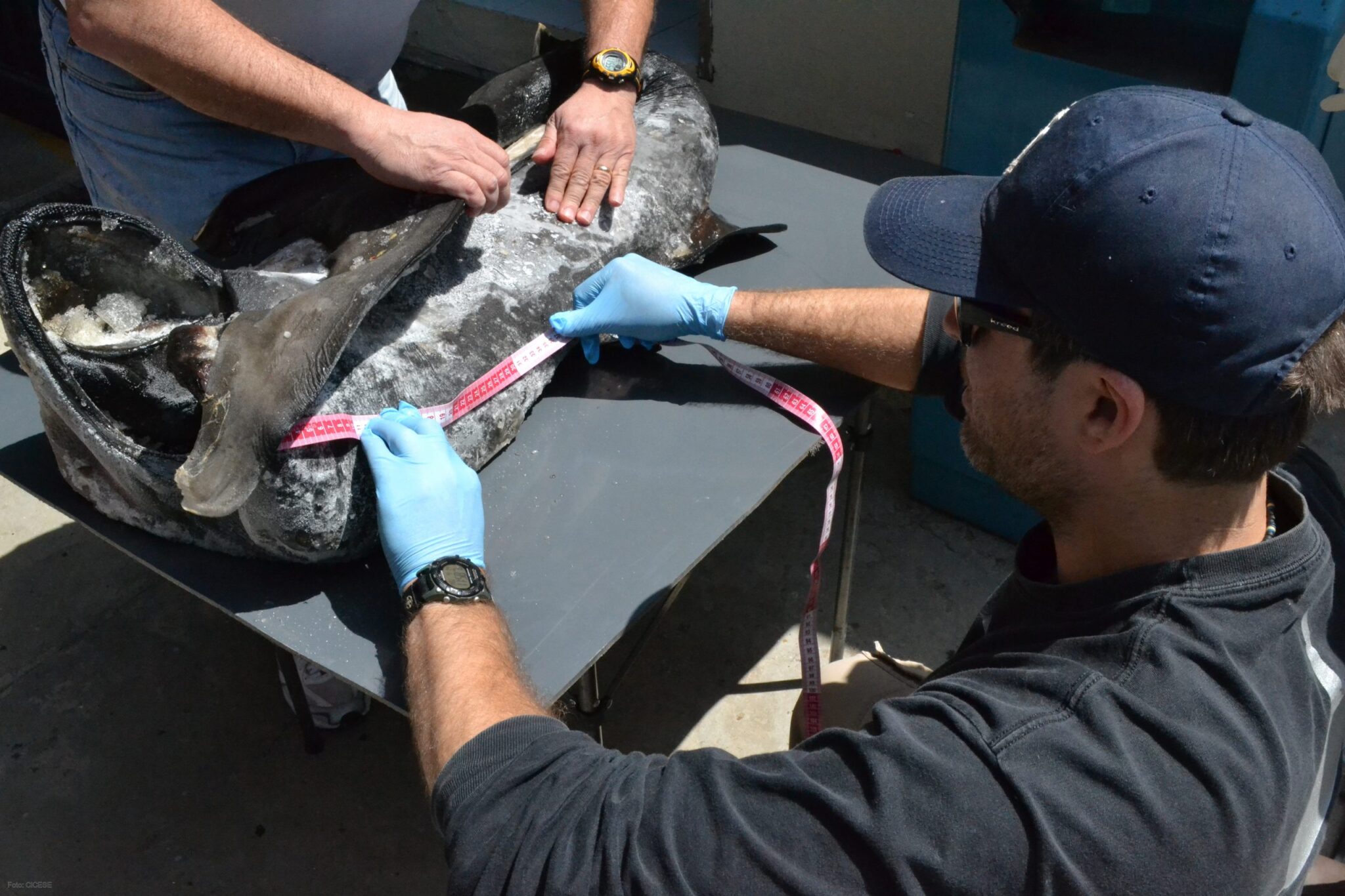 Un barco tiburonero captura un megamouth en aguas de México