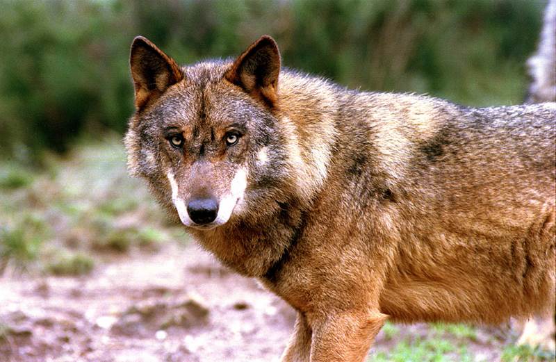 Ecologistas junto con Podemos-Equo se ‘conjuran’ para proteger el lobo ibérico
