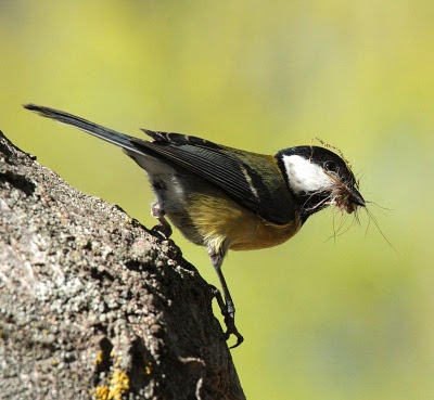 SEO/BirdLife lanza la IV edición del concurso FotoAves