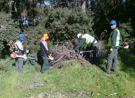 Andalucía activará el empleo con su programa de mejora forestal y regeneración ambiental