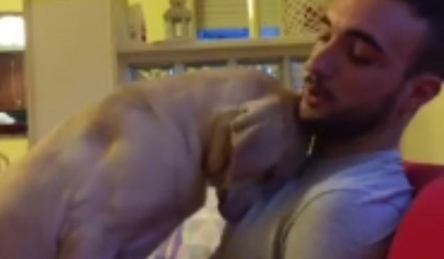 Conoces al perro que sabe pedir perdón