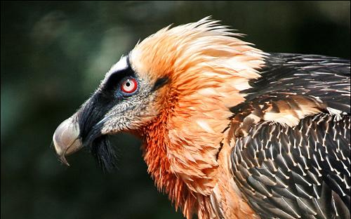 La población de quebrantahuesos se consolida en Andalucía