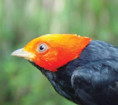 Leyes no ayudan a la fauna amazónica