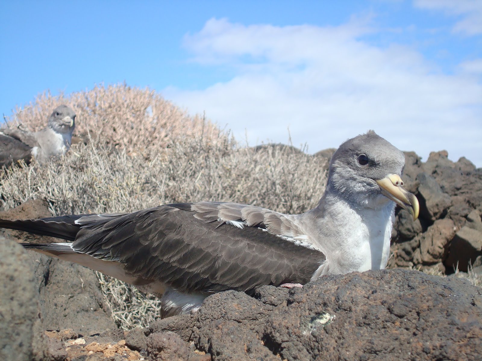 El Cabildo de Gran Canaria inicia una campaña de protección de las crías de las pardelas