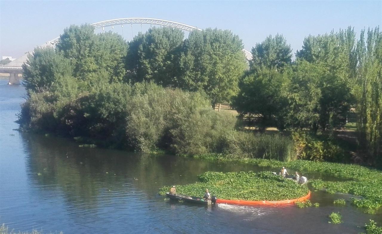 Cómo evitar que el camalote llegue a los ecosistemas andaluces