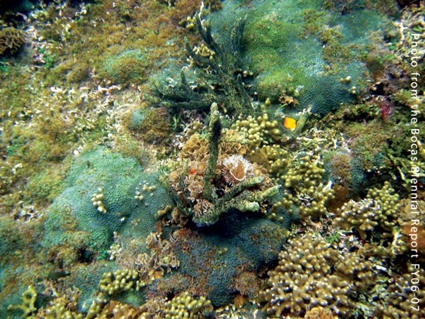 Aire contaminado afecta los arrecifes coralinos