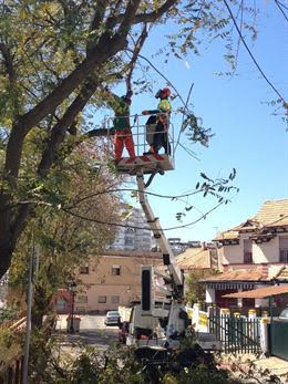 Madrid. Los vecinos de San Juan Bautista protestan contra la tala de 519 árboles