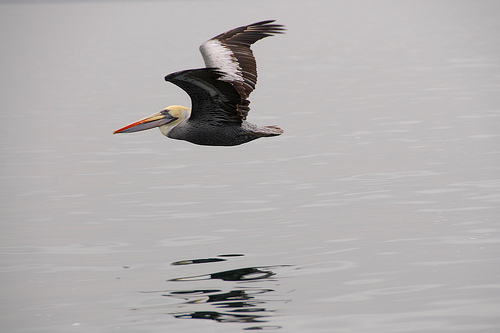 El proyecto Life+Indemares marca por primera vez con emisores GPS dos cormoranes moñudos en Mallorca