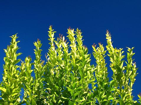 IAM afirma que citricultura es "mucho más eficaz" en la fijación de CO2 en la atmósfera que el bosque autóctono