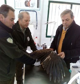 Recuperados la mitad de los animales ingresados vivos en el CREA de Jaén