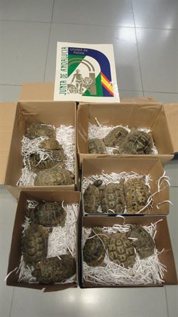 Andalucía incauta en Turre 16 tortugas moras