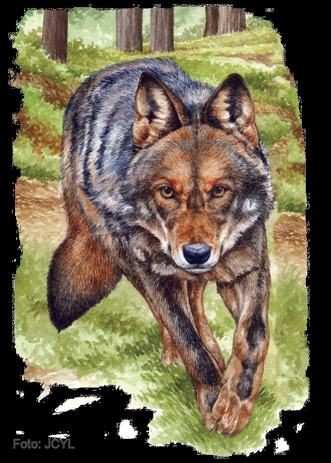 El 85% de las manadas de lobos de Castilla y León se encuentran en Burgos