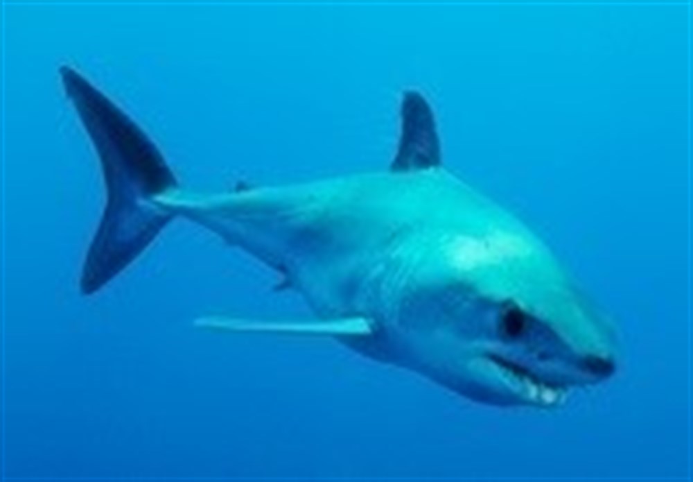 ONG exigen prohibir de forma inmediata y total la pesca del tiburón mako o marrajo en el Atlántico norte hasta 2040