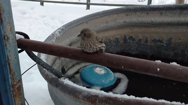 VIDEO del rescate de un pajarito que se quedó pegado por el hielo en una valla