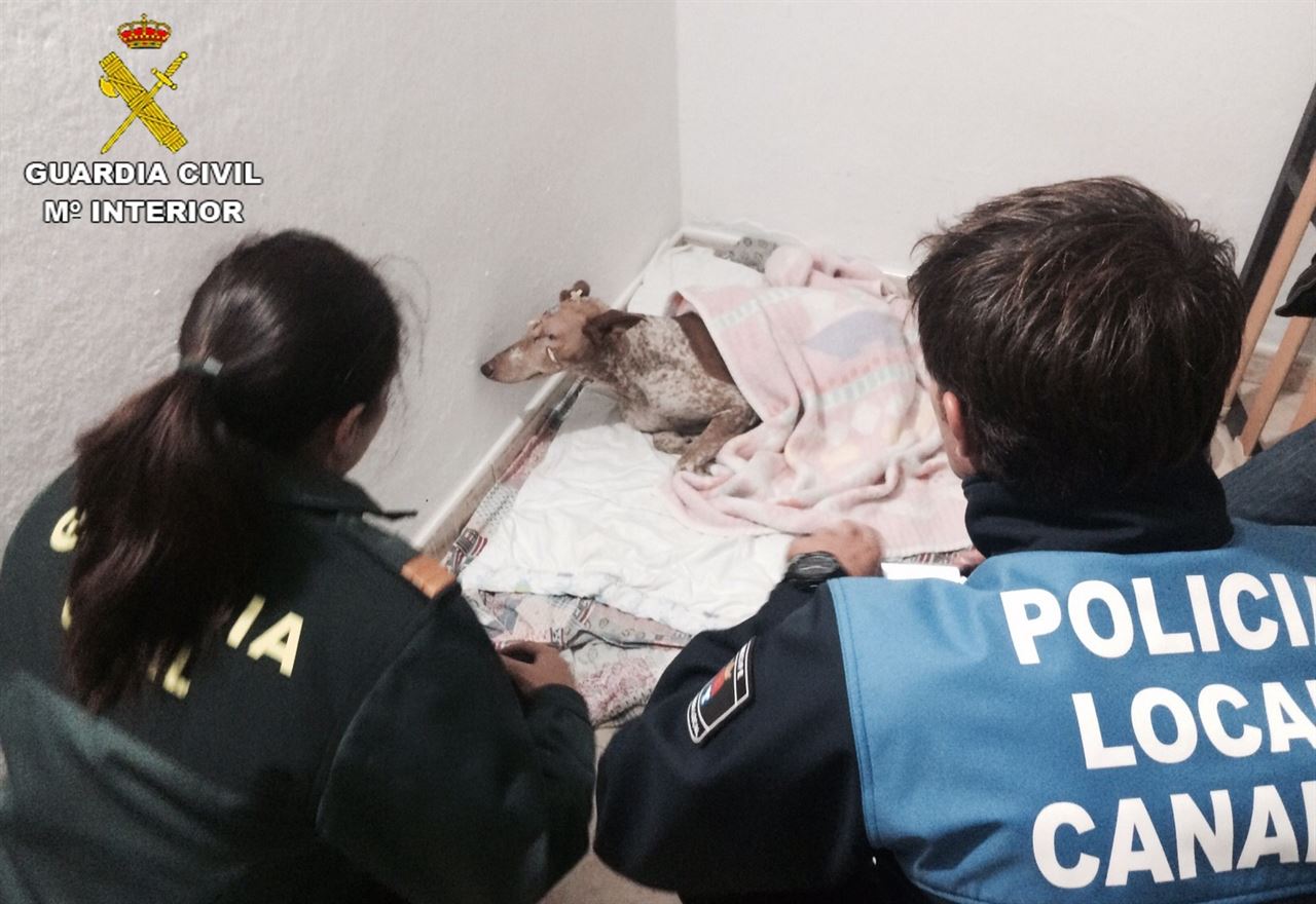 La Guardia Civil investiga a un presunto ‘maltratador’ de animales en Lanzarote