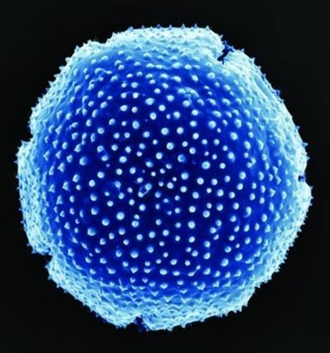 La Antártida lleva sin vegetación 12 millones de años