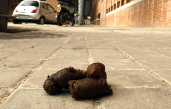 Manuela Carmena ‘clavará’ en Madrid 750 euros a los dueños de perro que no recojan los excrementos