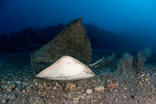 Casi dos docenas de tiburones y rayas migratorias estarán protegidas