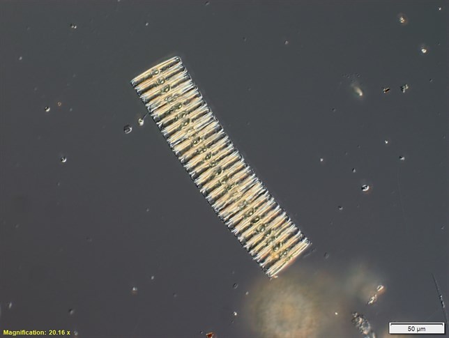 Malos tiempos para el fitoplancton en el Océano Austral