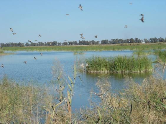 Sevilla. La ‘decadencia’ del Paraje Natural Brazo del Este