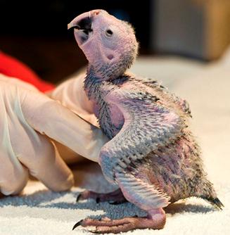 Nace en Tenerife el quinto guacamayo de spix