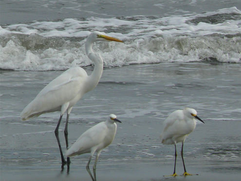 Uramba Bahía Málaga: ejemplo para el mundo de armonía cultural y diversidad biológica