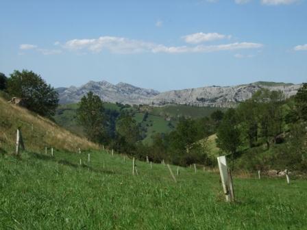 Plantan de 88.000 árboles en los bosques de Neila y Sabinares del Aralanza de Palacio de la Sierra (Burgos)