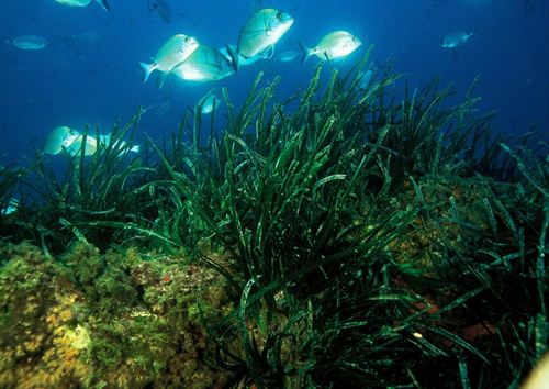 Murcia arranca la campaña de sensibilización sobre la planta marina Posidonia oceánica