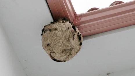 Destruyen un nuevo nido de avispa asiática de 7