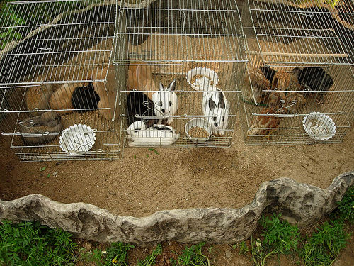 Toledo quiere instalar un ‘aberrante’ minizoo en El Borril que no aporta nada a nadie