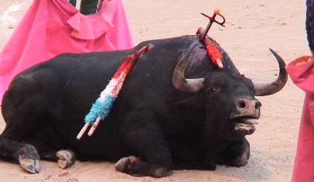 Bildu prohíbe los toros en San Sebastián
