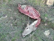 Caza furtiva en Doñana