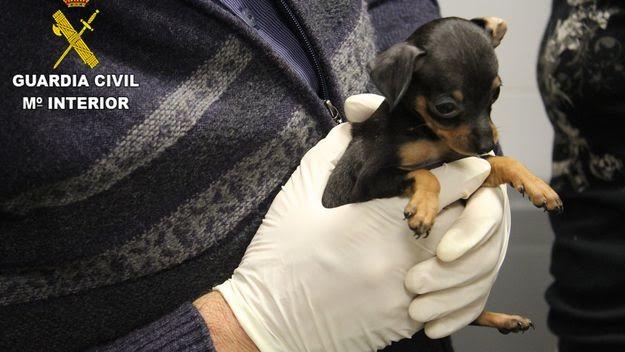 Barcelona estudia un protocolo para acoger animales retenidos en el Aeropuerto
